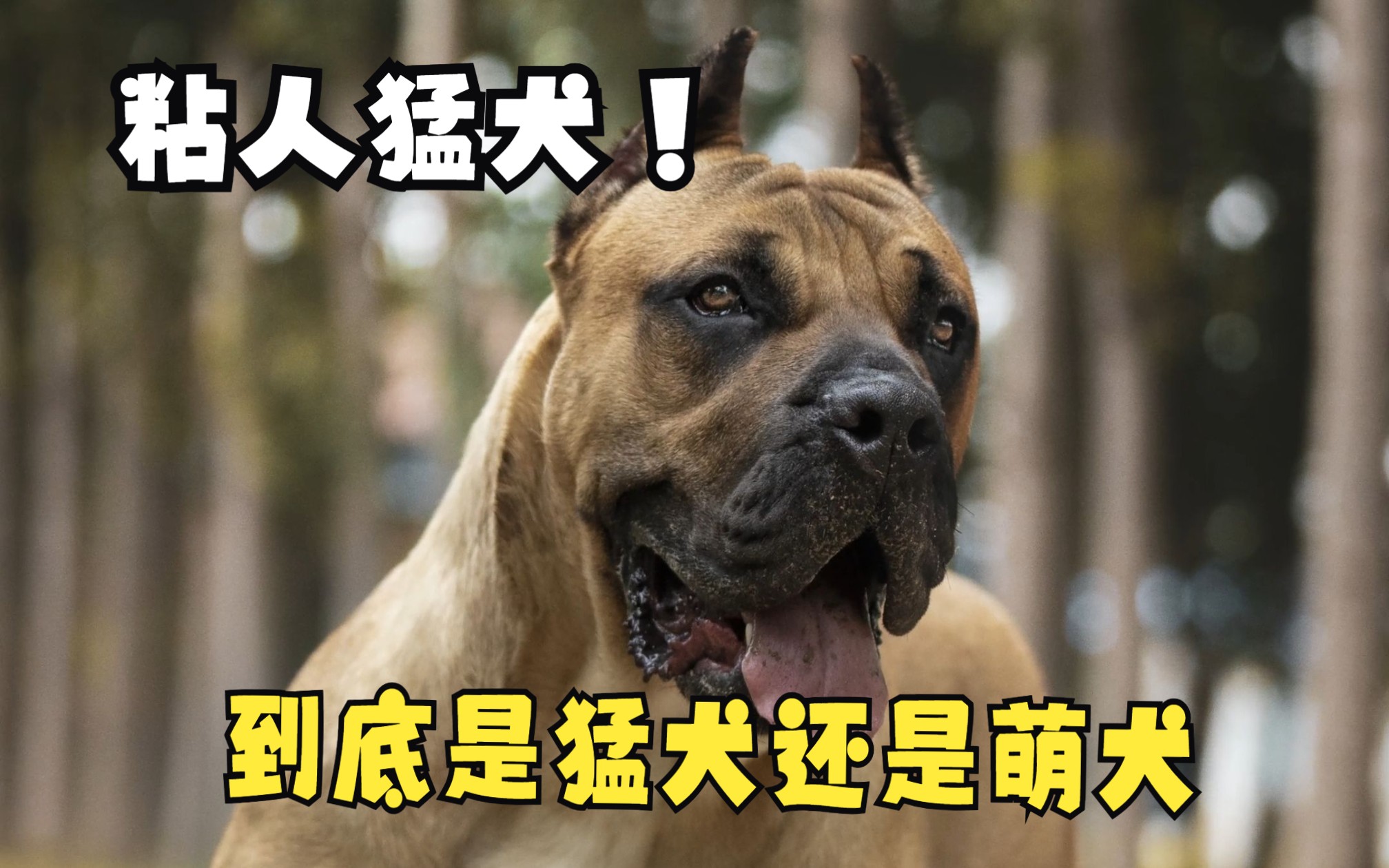 【加纳利】这狗子到底是猛犬还是萌犬哔哩哔哩bilibili