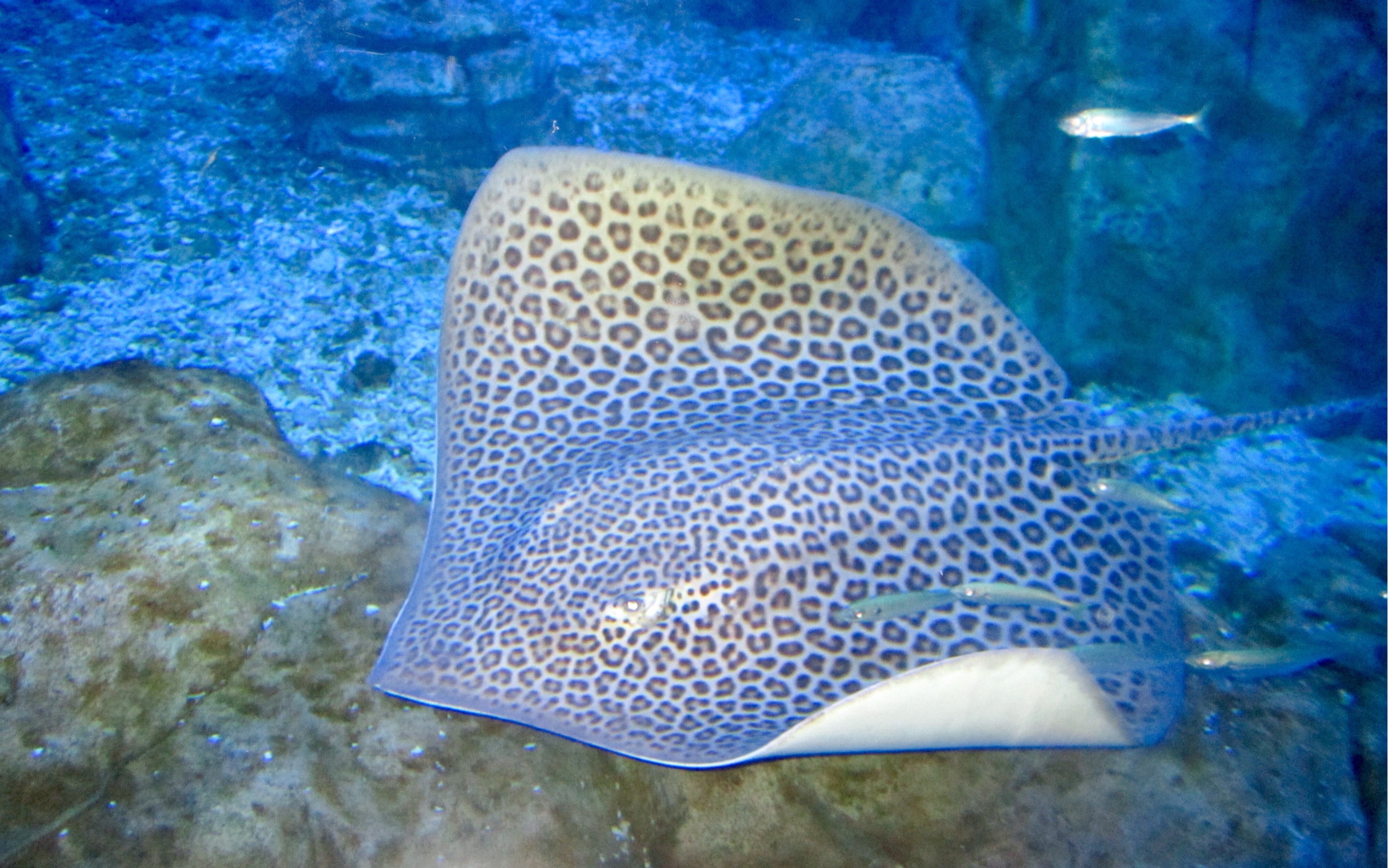 豹纹窄尾魟的觅食 himantura leoparda_哔哩哔哩_bilibili