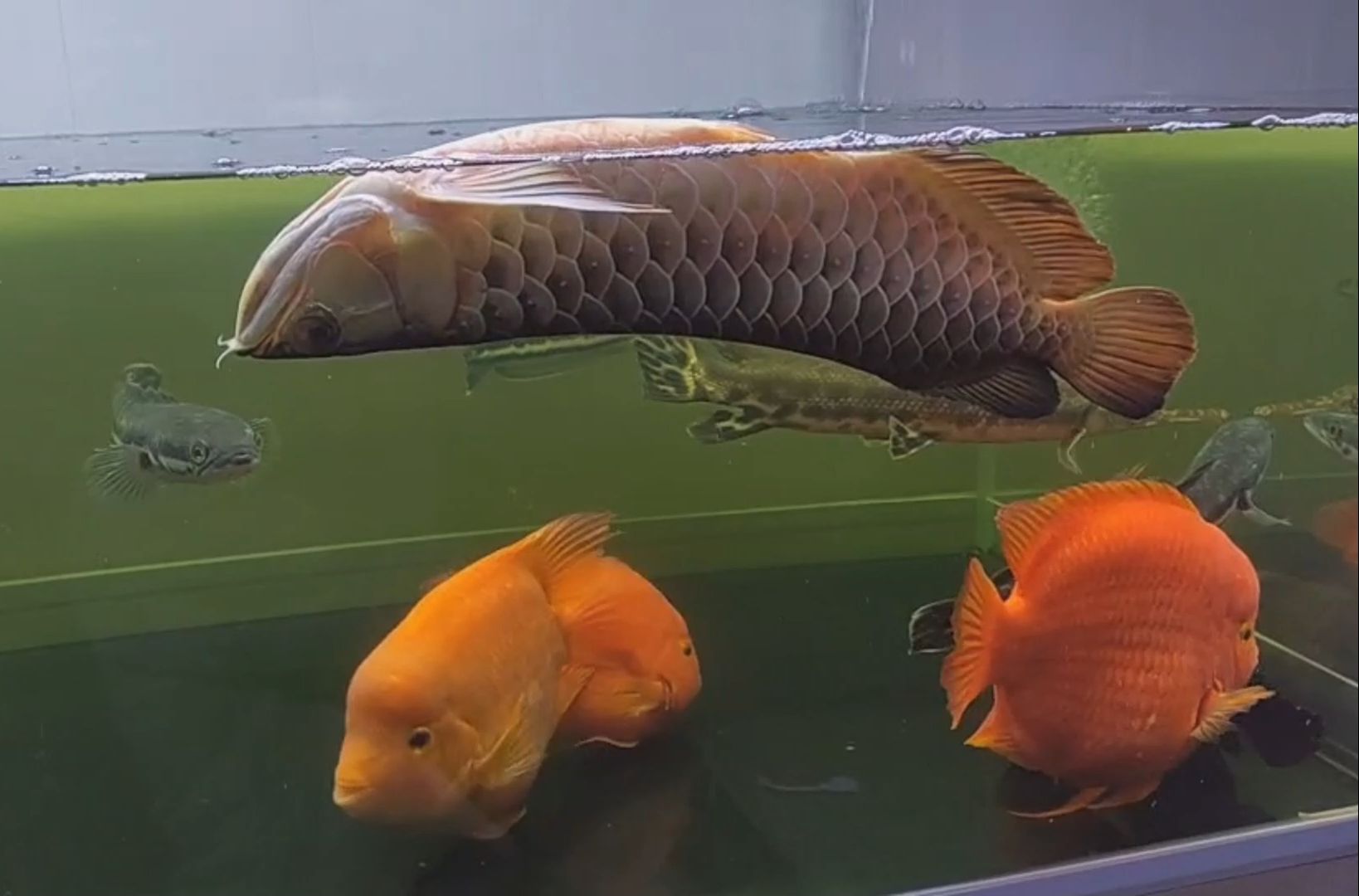 2000多买的过背金龙鱼翻了,危在旦夕,还能救活吗?