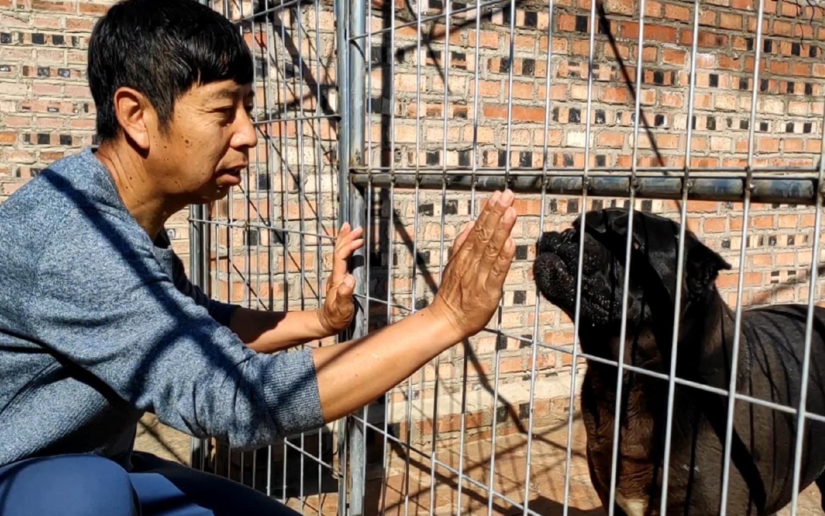 恶霸犬是越来越胖,狼毛青现在很听话,卡斯罗一岁要找对象了哔哩哔哩bilibili