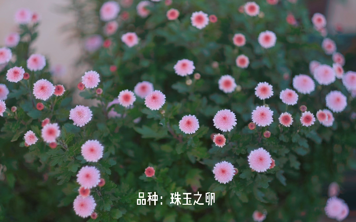 [图]菊花的正确修剪