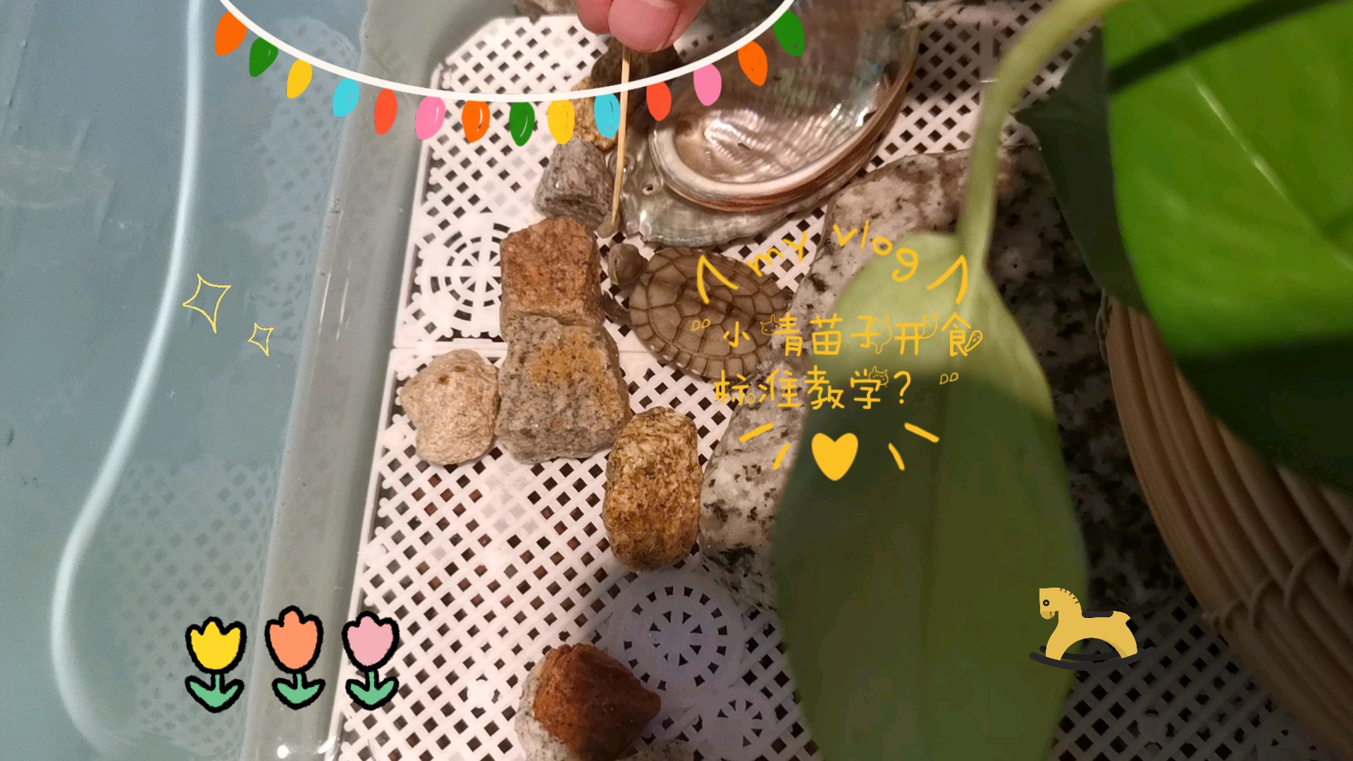 小青苗子开食标准教学?