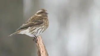 这是什么鸟