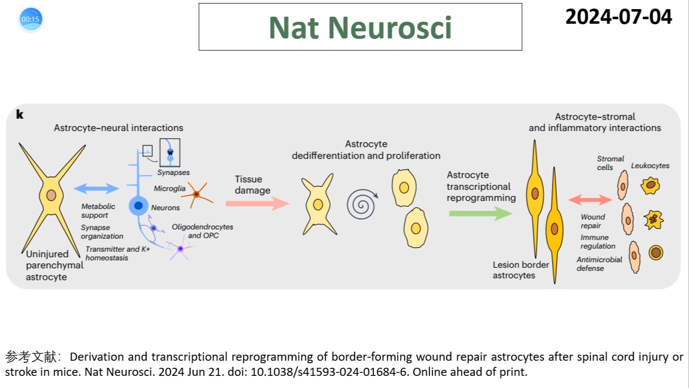 Nat Neurosci—星形胶质细胞研究重磅:科学家揭示了星形胶质细胞调控脊髓损伤和脑卒中后的神经修复过程哔哩哔哩bilibili