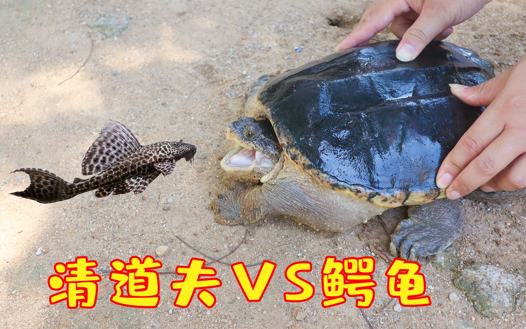 当清道夫遇到吃肉的"鳄龟",结局会怎样?