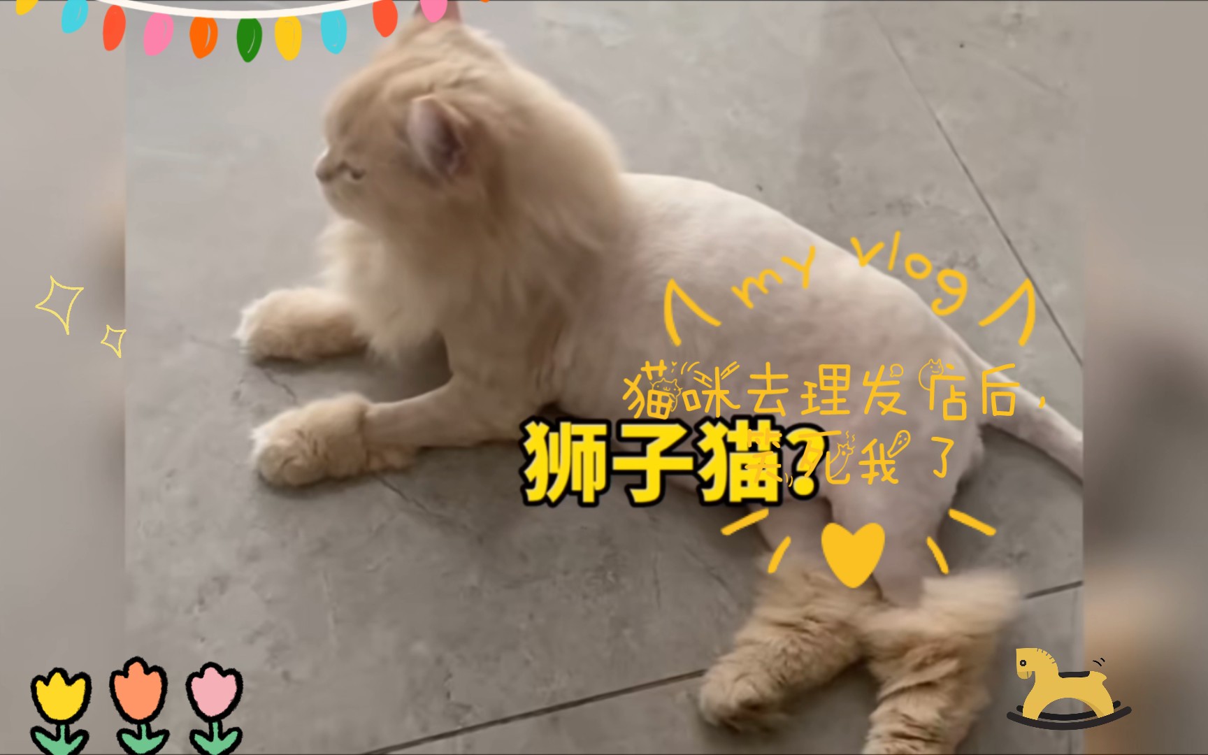 猫咪去理发店后,笑死我了