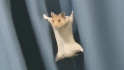 【动物配音】你卤味的真当鼠鼠cos蜘蛛侠呢