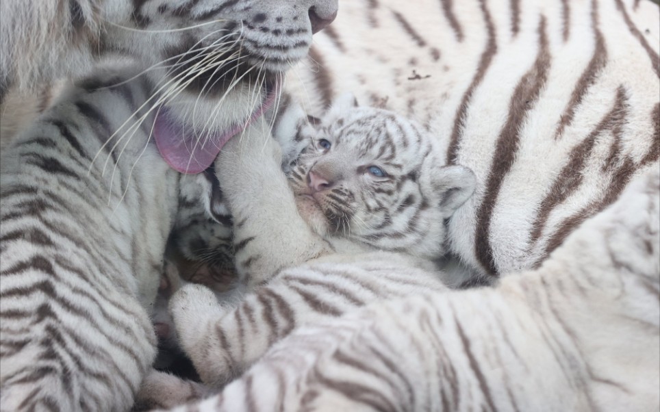 老虎伊豆动物王国白虎宝宝近距离观察虎妈妈是如何回收虎宝宝的