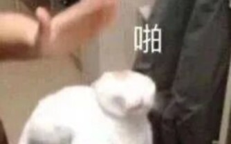 猫猫表情包第十七期哔哩哔哩bilibili