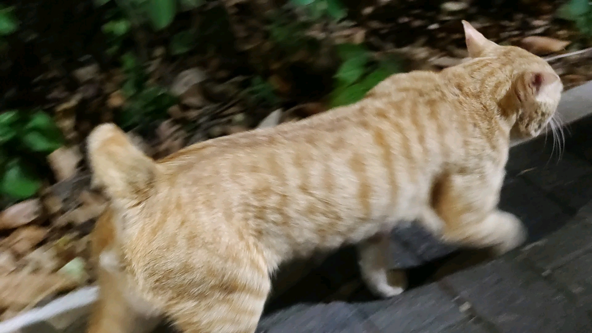 【橘猫】下班回家,偶遇大橘,短尾,好可爱