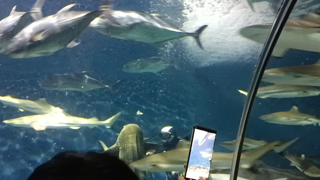 [图]上海海洋水族馆鲨鱼海湾喂食表演