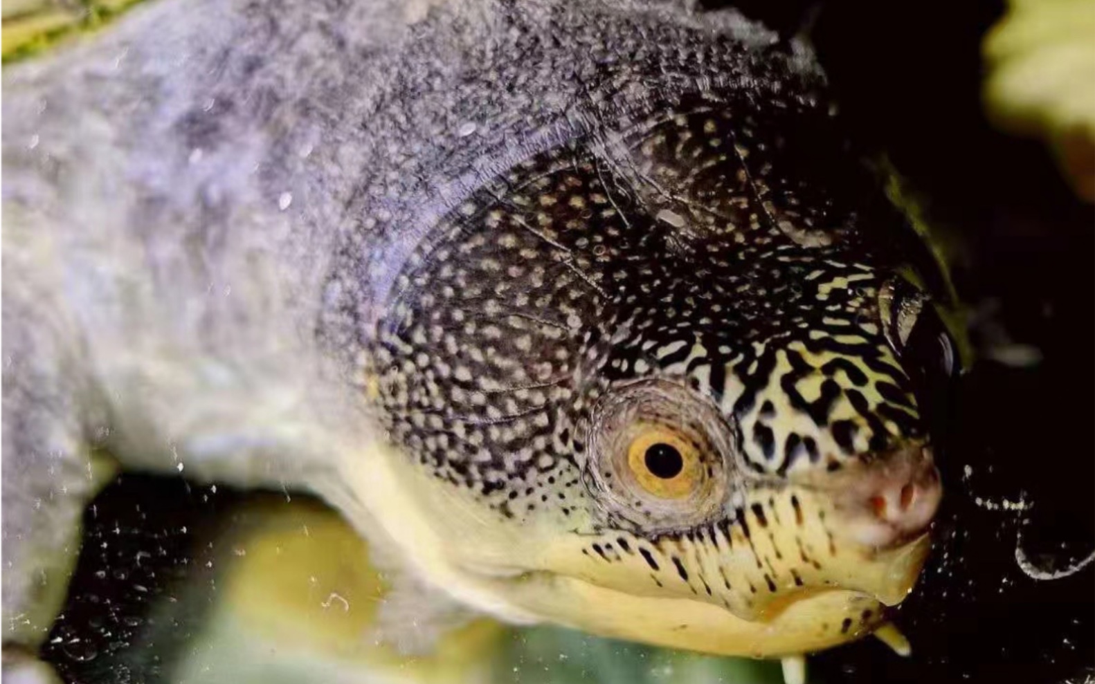 蛋龟之王窄桥种母.玩就要玩的彻底,不留遗憾