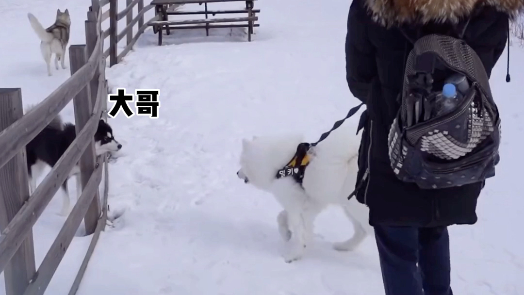 “雪橇三傻”雪地三结义哔哩哔哩bilibili