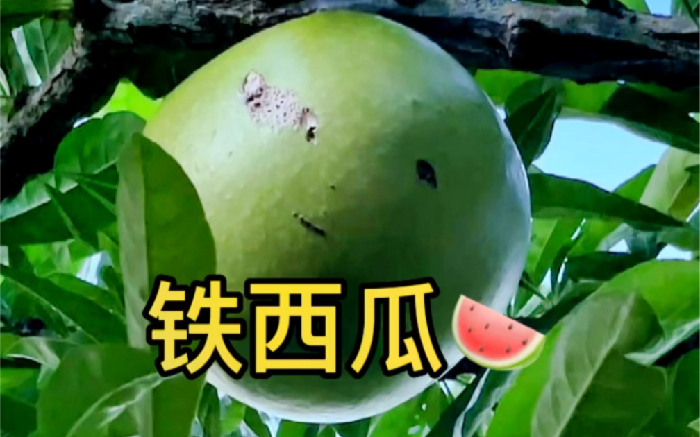 铁西瓜~这个西瓜能吃吗?有没有人吃过