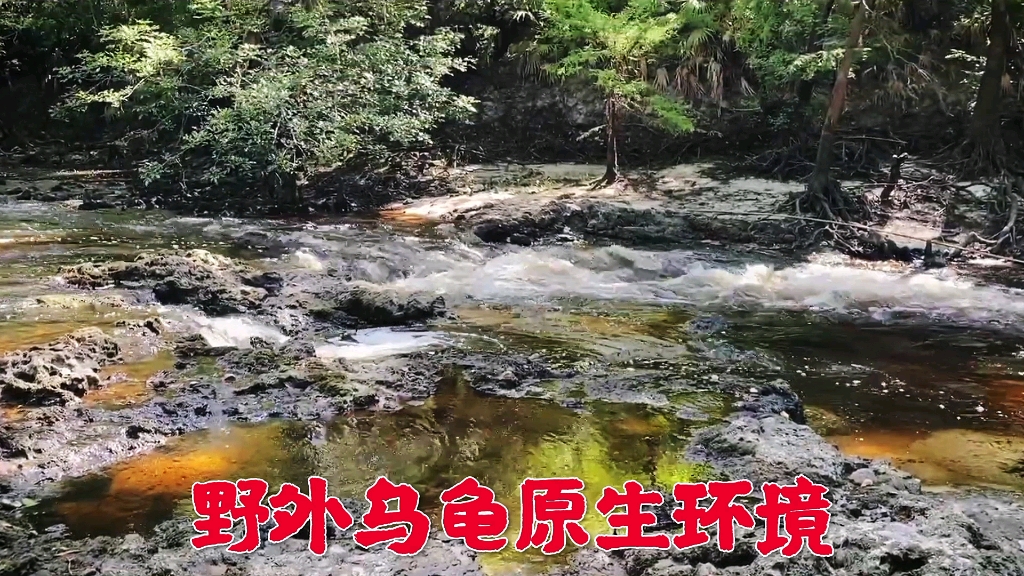 野外乌龟原生环境