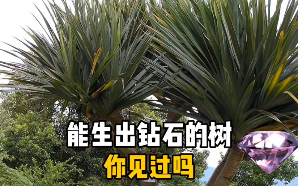 能生出钻石的树,你见过吗?哔哩哔哩bilibili