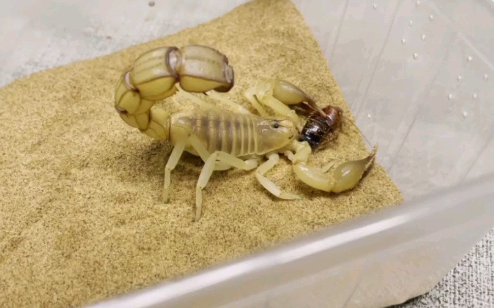 【肥尾蝎】这尾巴大伙自己看吧,黄肥尾喂食