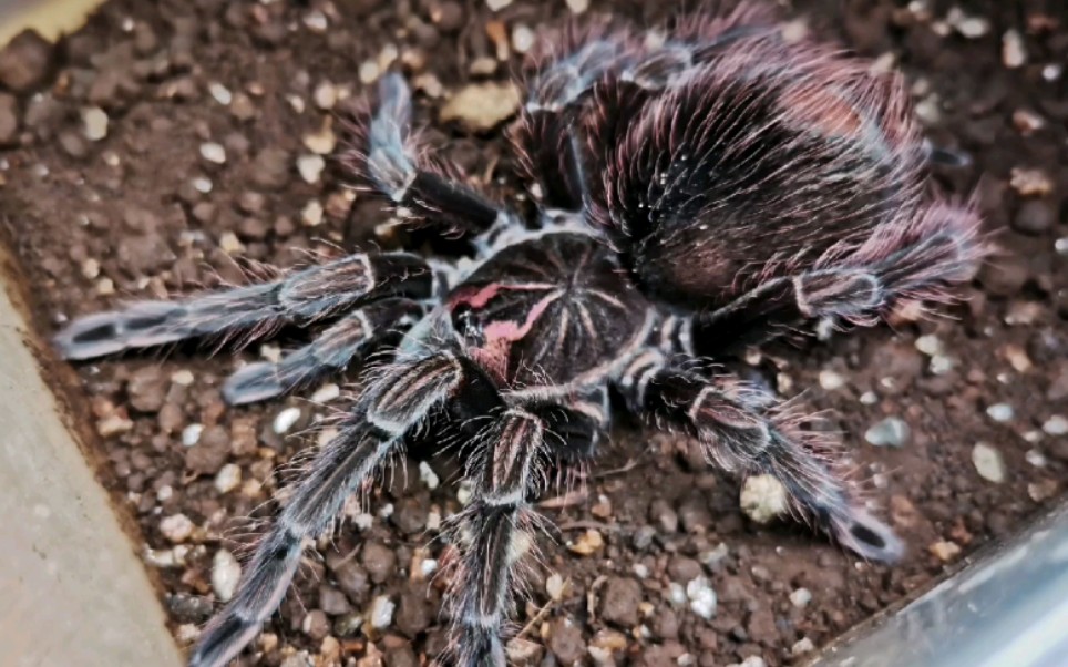 马查拉钢铁蓝大母,吃杜比亚(喜欢的同学可以点个关注哦,以后会经常