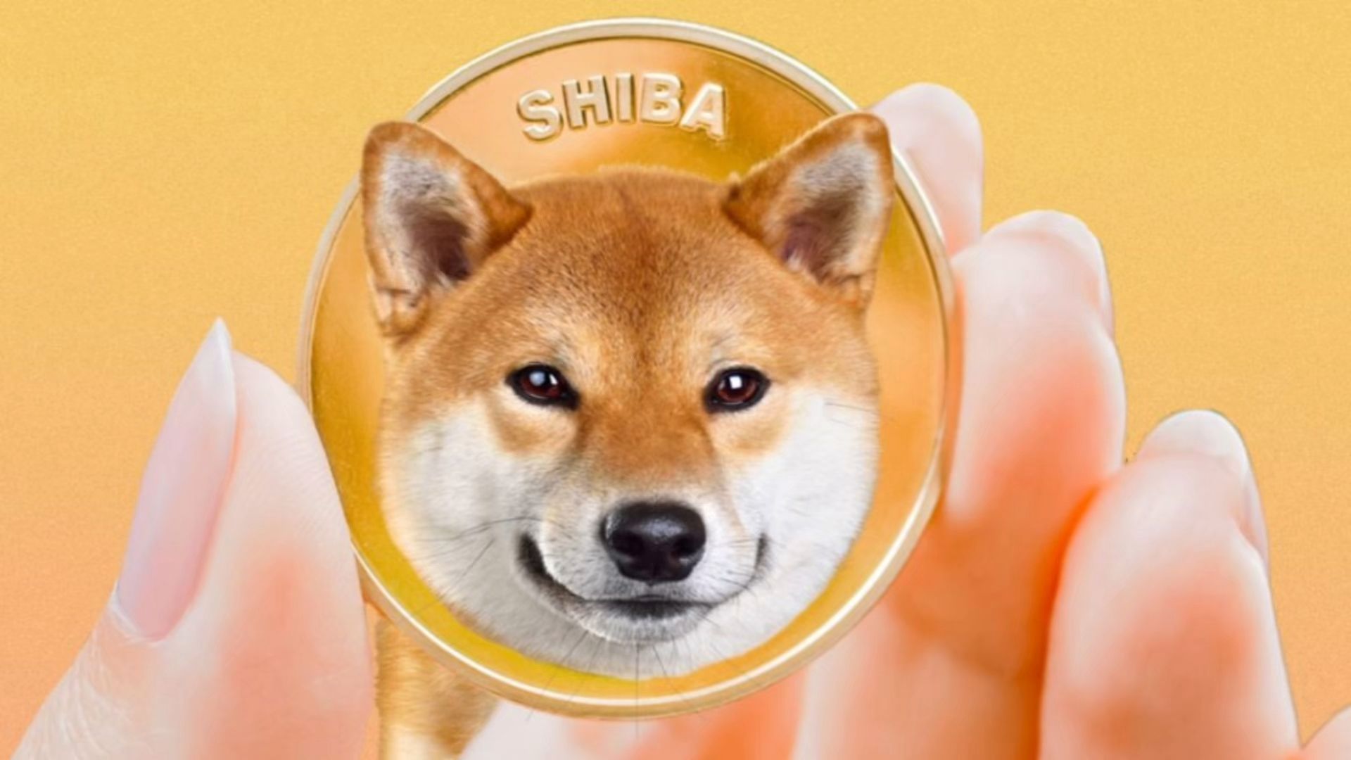 SHIB 月度消耗率表明 Shiba Inu 可能在 11 月达到 0.0001 美元哔哩哔哩bilibili