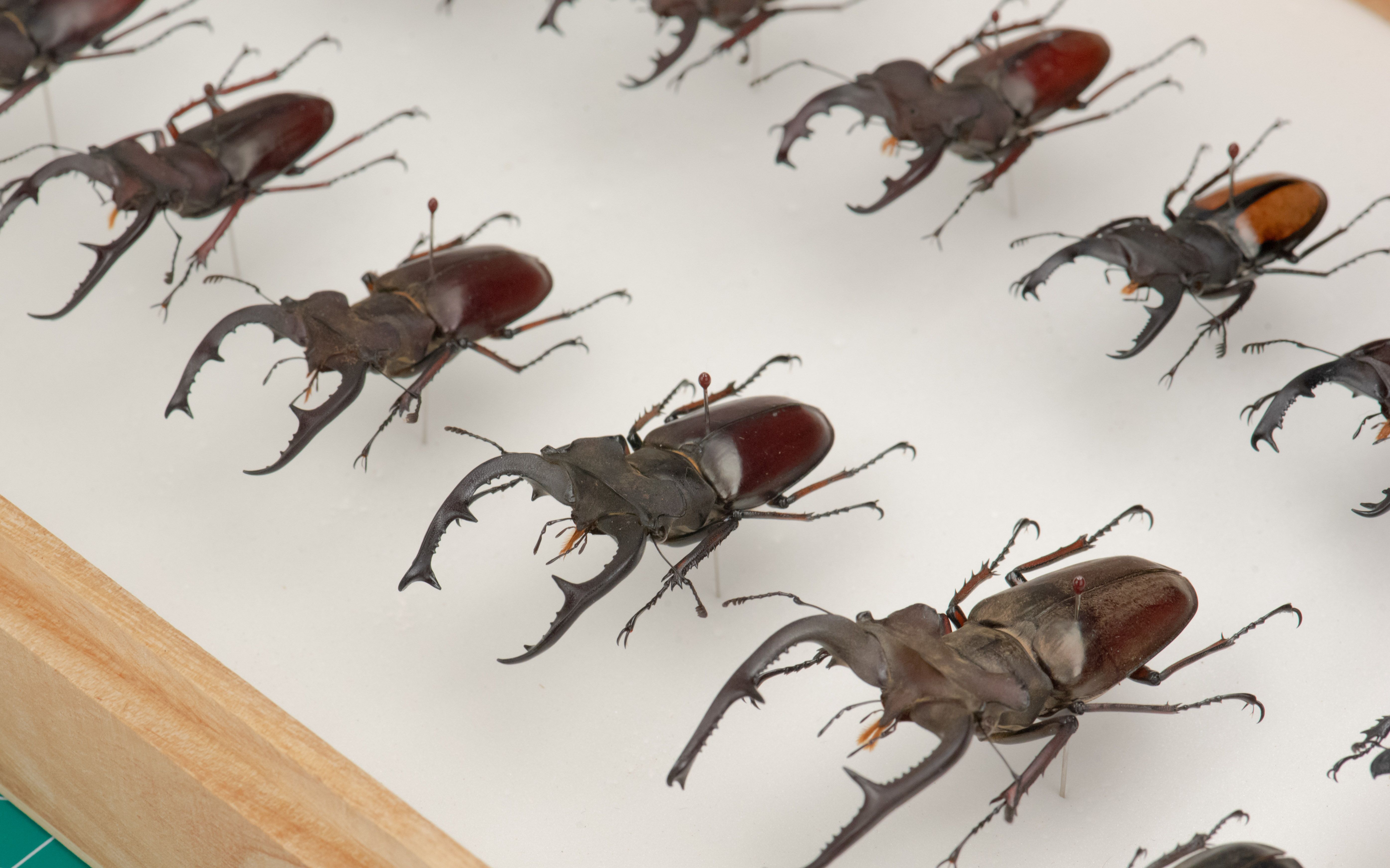 整理一盒深山锹甲标本,虽然都是谭飞但齐刷刷的还是很漂亮