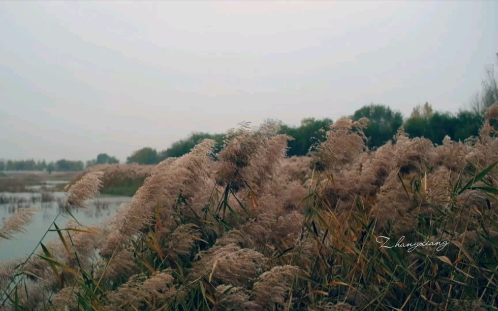 [图]深秋的芦苇荡