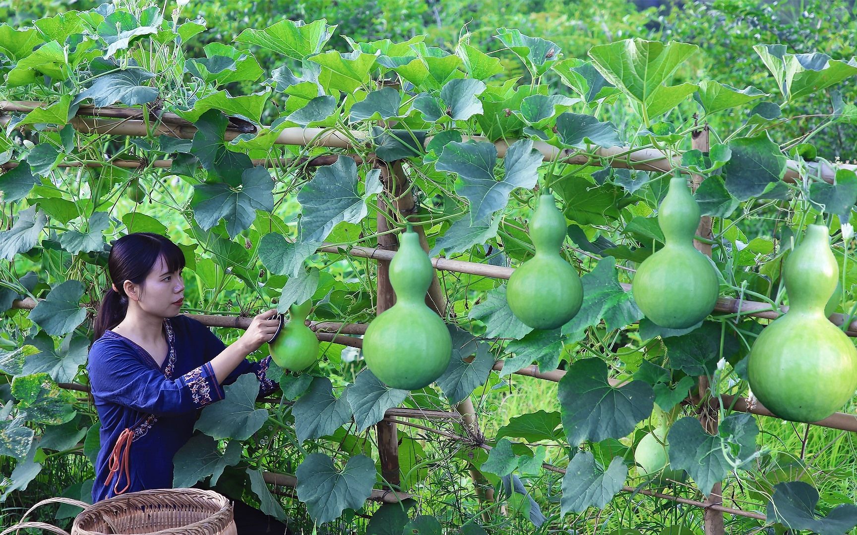 [图]春天种下几粒葫芦籽，现在我收获了一排排大葫芦