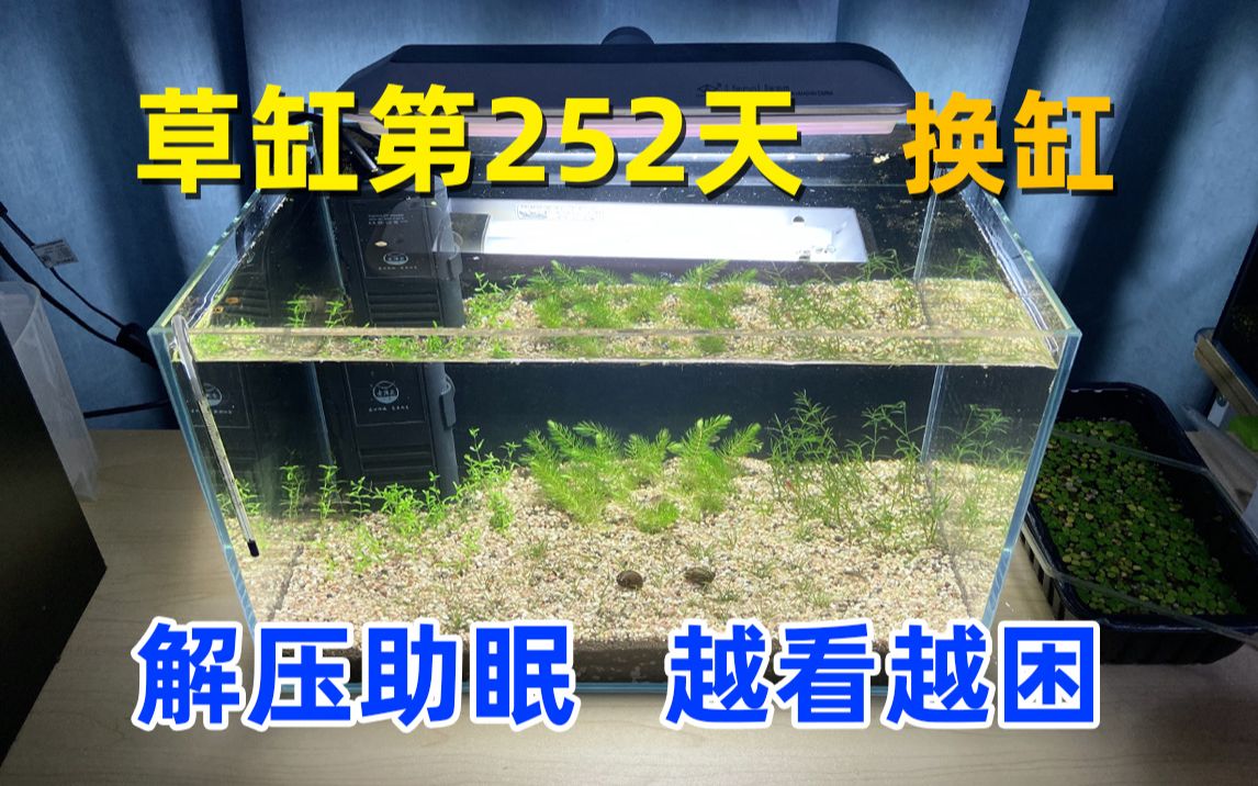 三无草缸运行252天 换个大缸 入眠治愈系视频 放松入睡助眠音乐 水族鱼缸欣赏哔哩哔哩bilibili