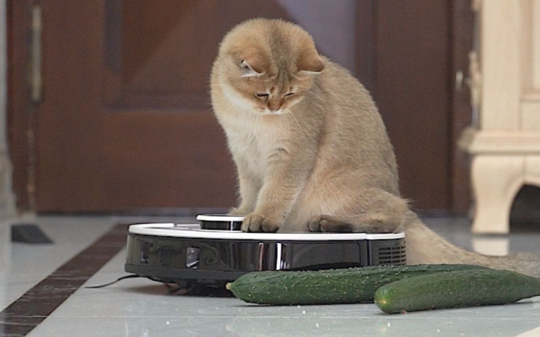 为什么猫怕黄瓜(为什么猫怕黄瓜在身后)