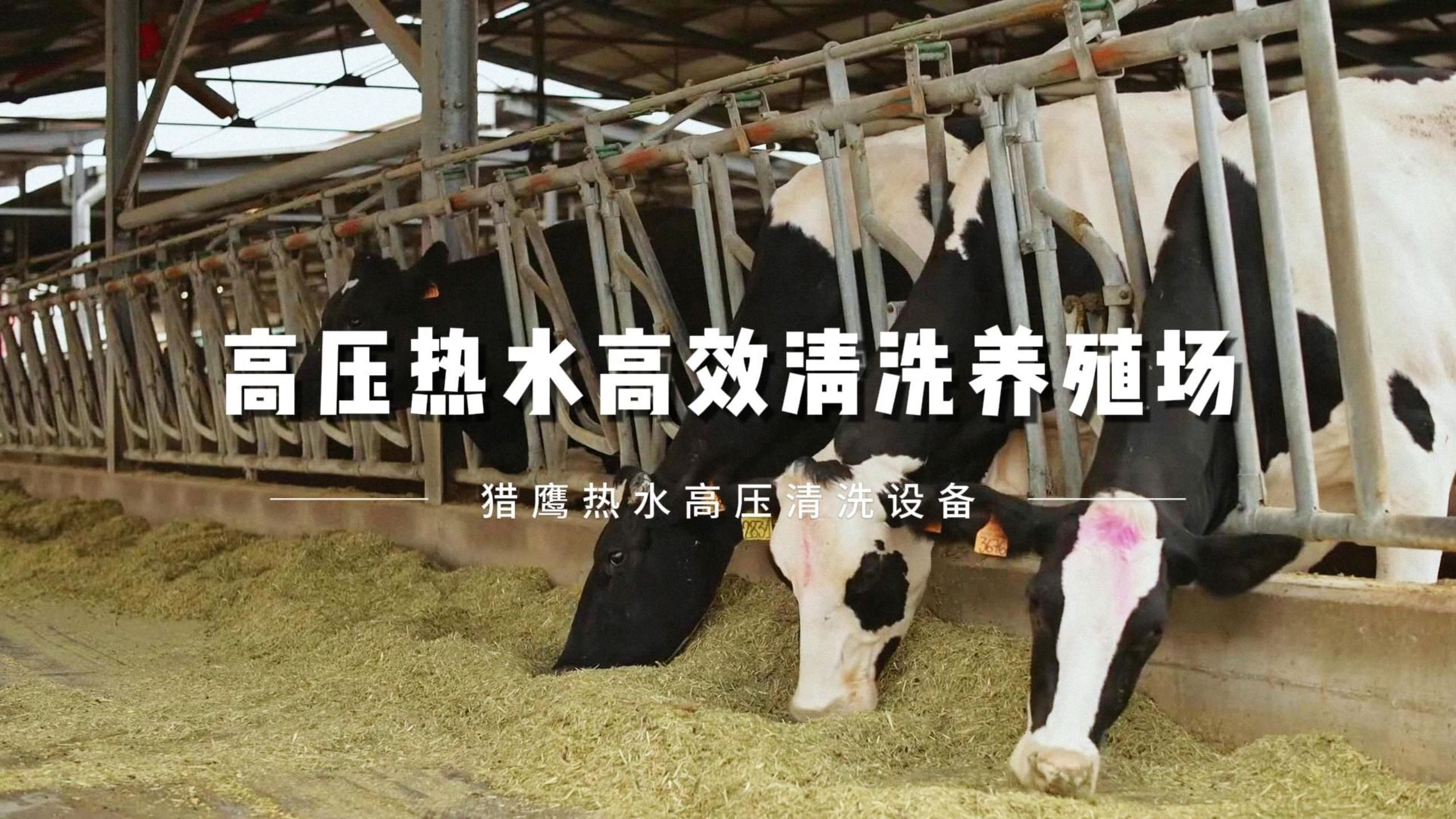 养殖场清洁新利器:猎鹰热水高压清洗机78