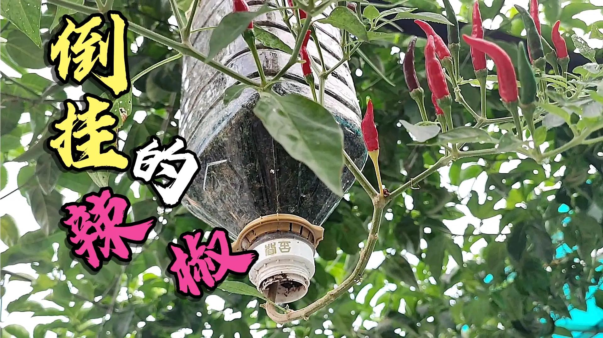 空油桶别再丢了这样倒种辣椒你知道有多美吗邻居见后都学着种