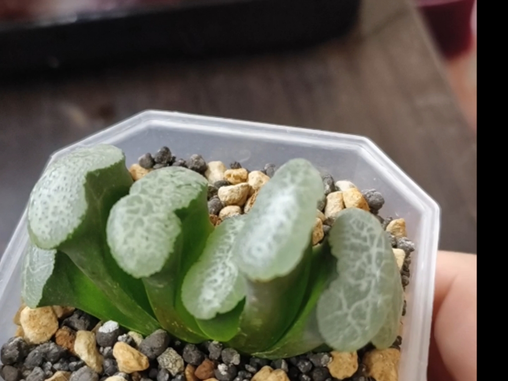 1颗徒了的终极蓝玉扇