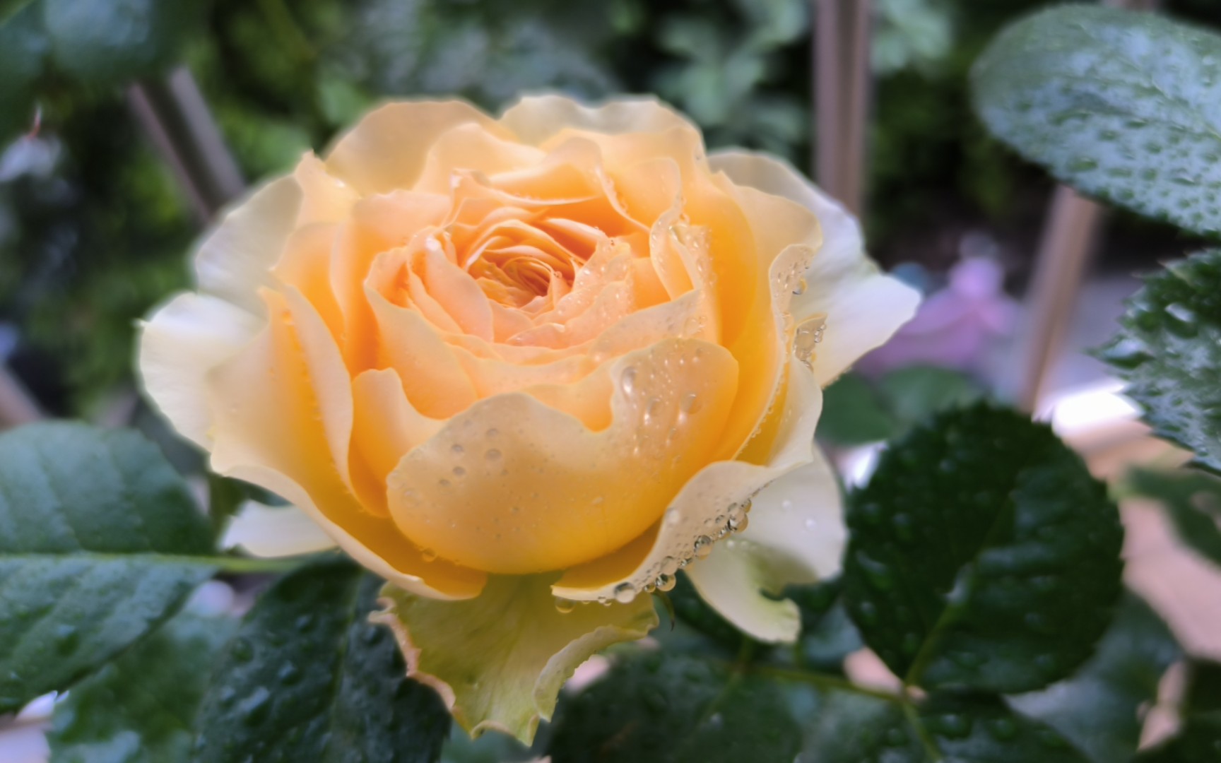 木星王阳台月季