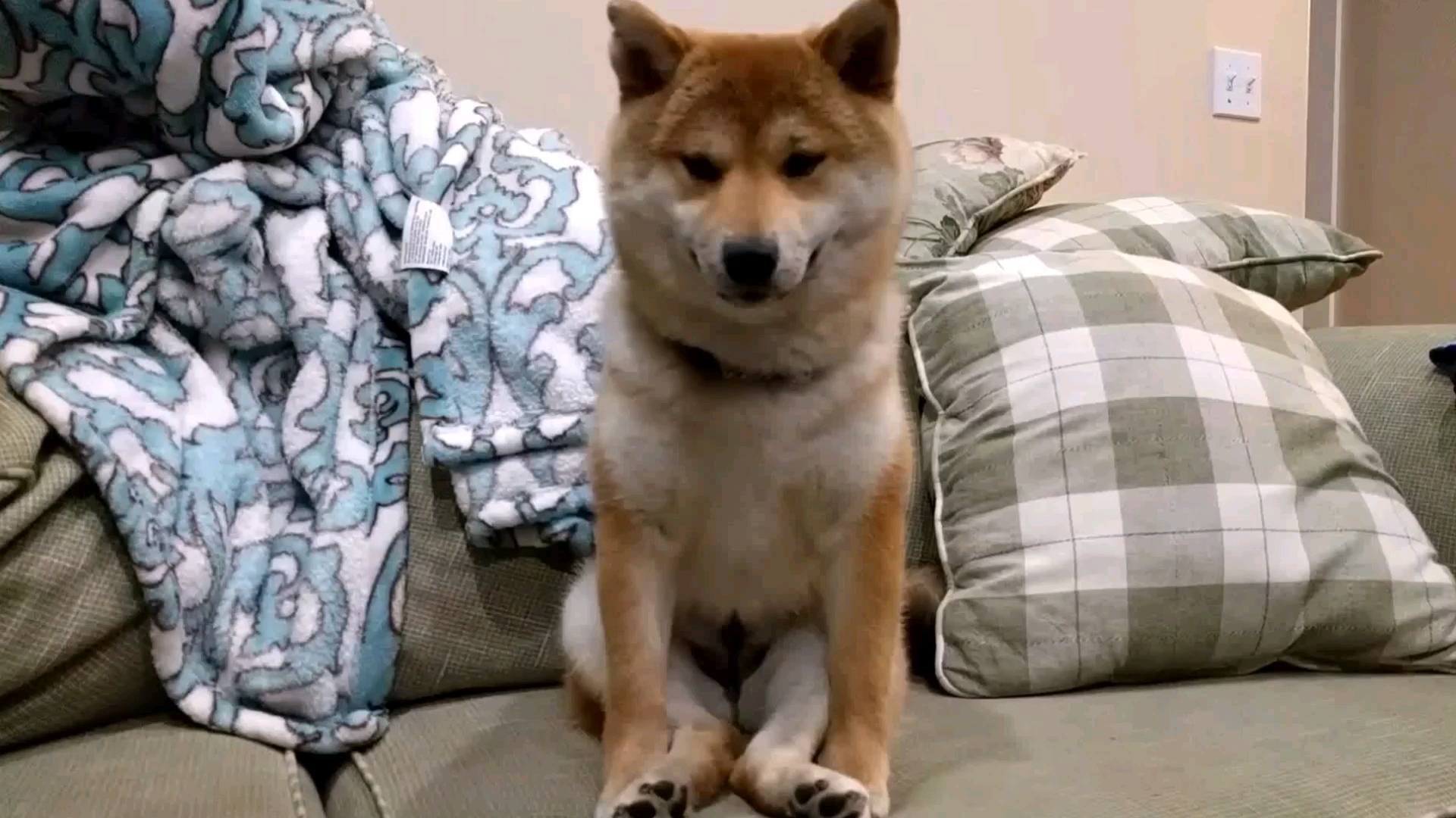 柴犬日常你的爱会将我灌醉我没有所谓舔狗最后一无所有搞笑柴犬