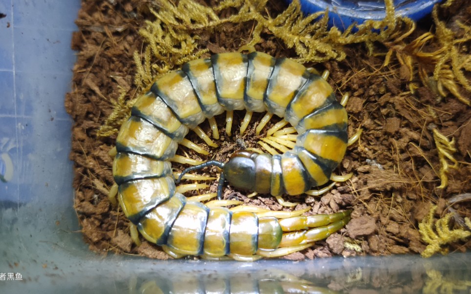 赤蜈蚣苗子开箱