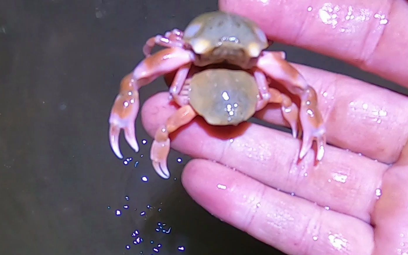 大海退潮后,小松抓到一对千人捏,这螃蟹怎么捏都捏不动