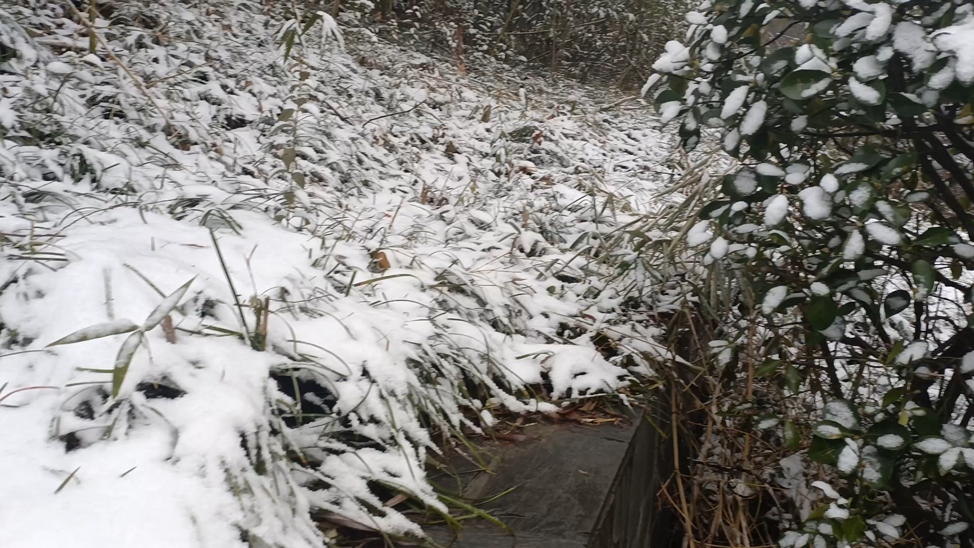 [图]初雪落在灯火可亲的小年夜