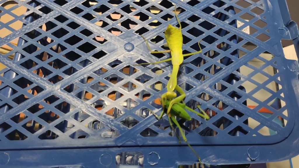 中华斧螳末龄雌虫捕食螽斯