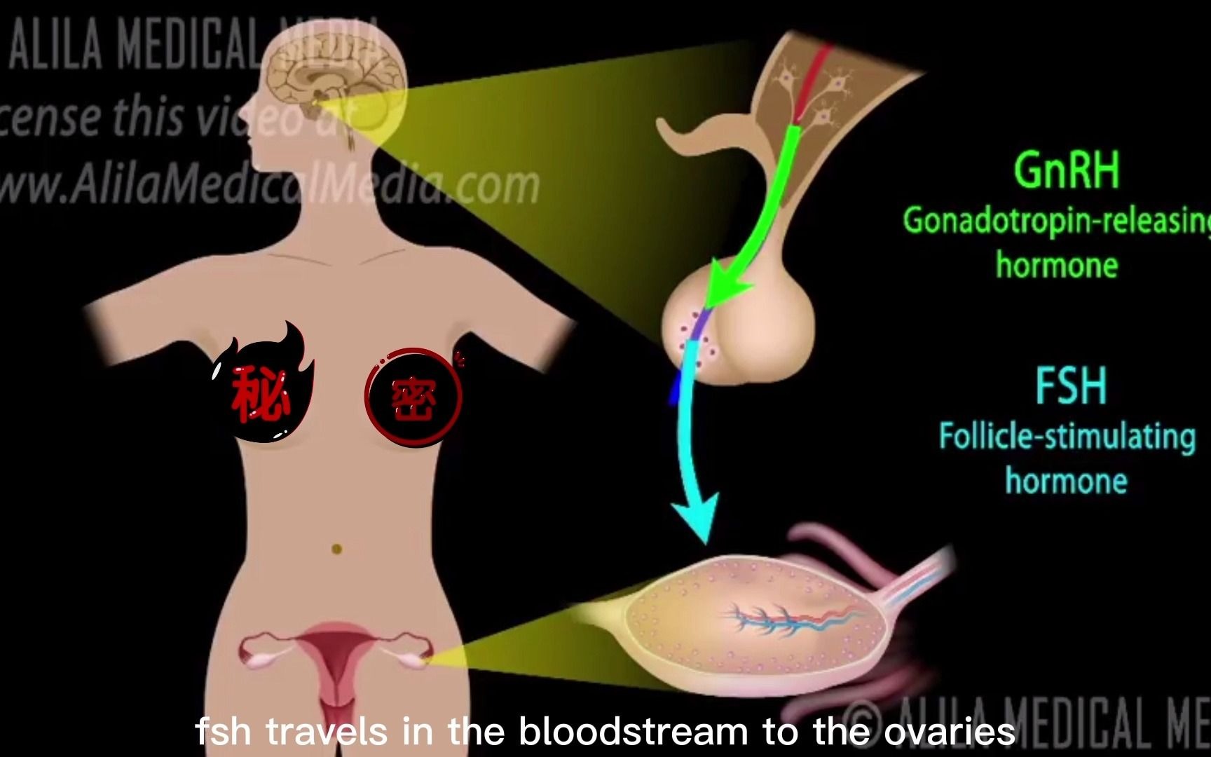 [英文字幕] Hormonal control of menstrual cycle 月经的激素调节哔哩哔哩bilibili