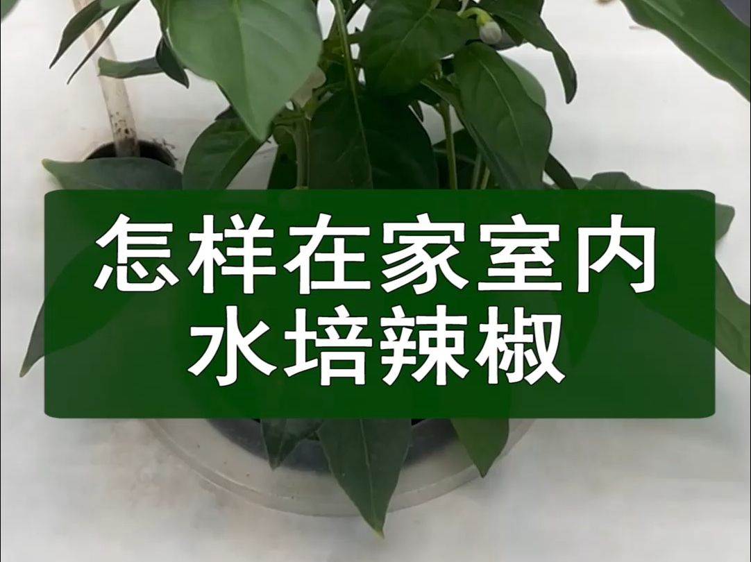 怎样在家室内水培辣椒哔哩哔哩bilibili