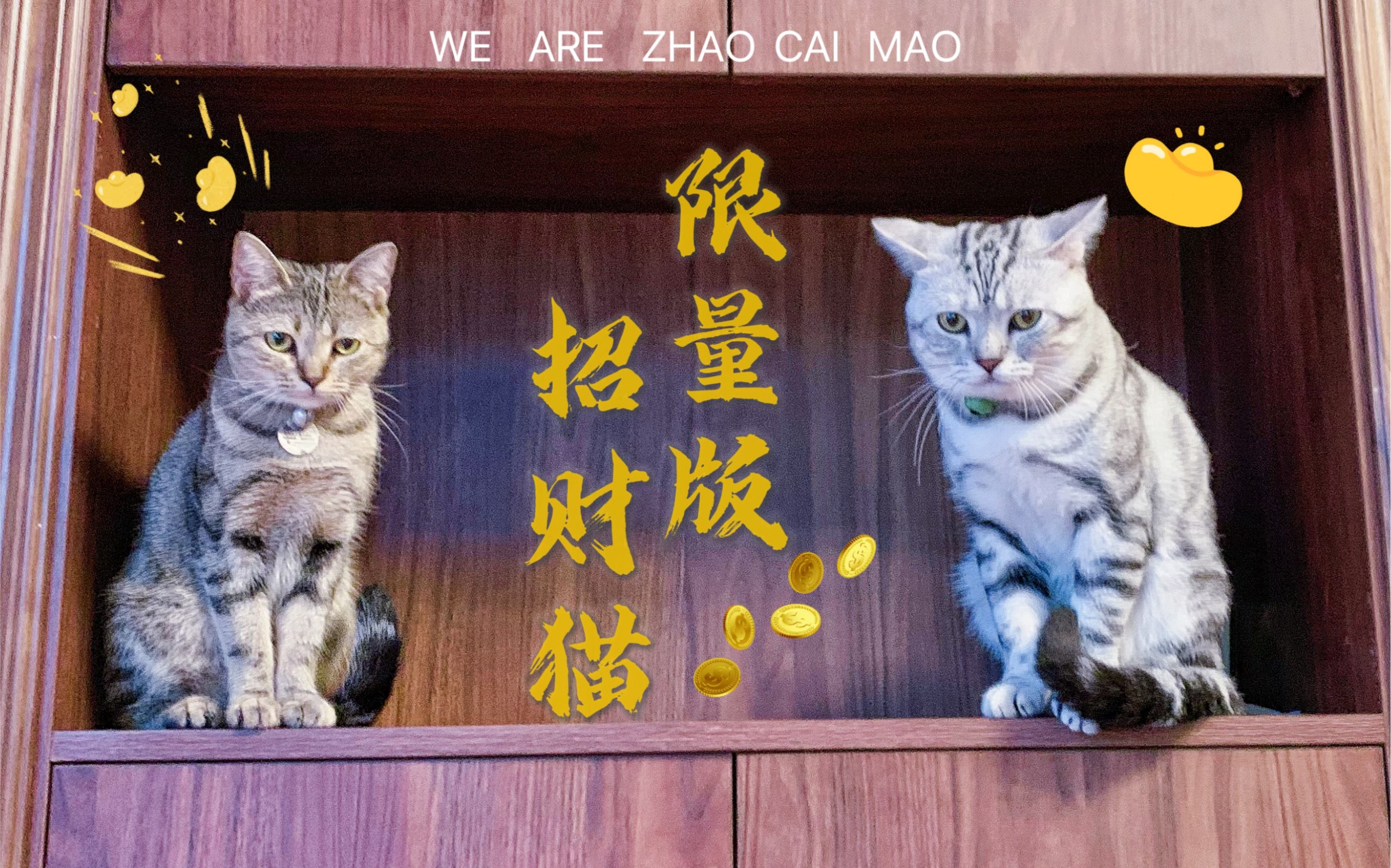 现实版招财猫图片