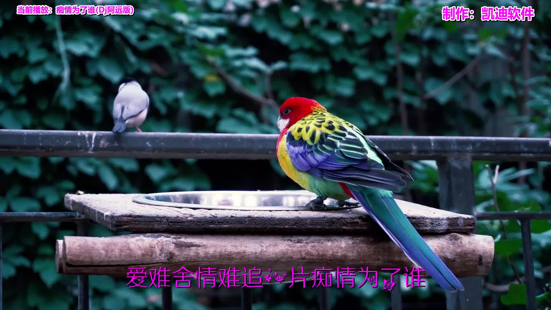 [图]《痴情为了谁(Dj阿远版)》欣赏，用照片制作mv的软件开发