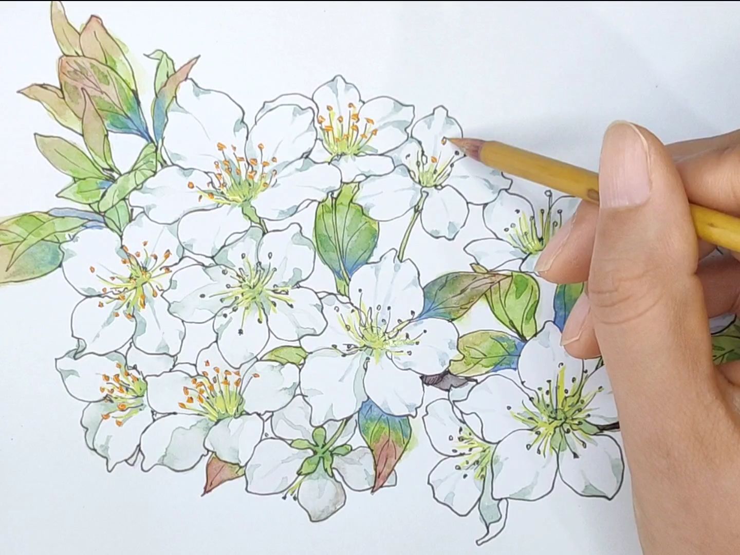 【绘画】李花上色过程