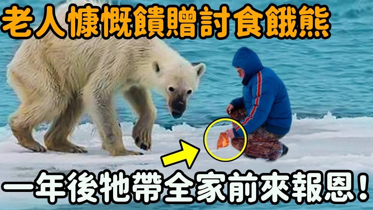 老人雪地里被白熊拦路,慷慨馈赠讨食饿熊,一年后牠竟带全家前来报恩!
