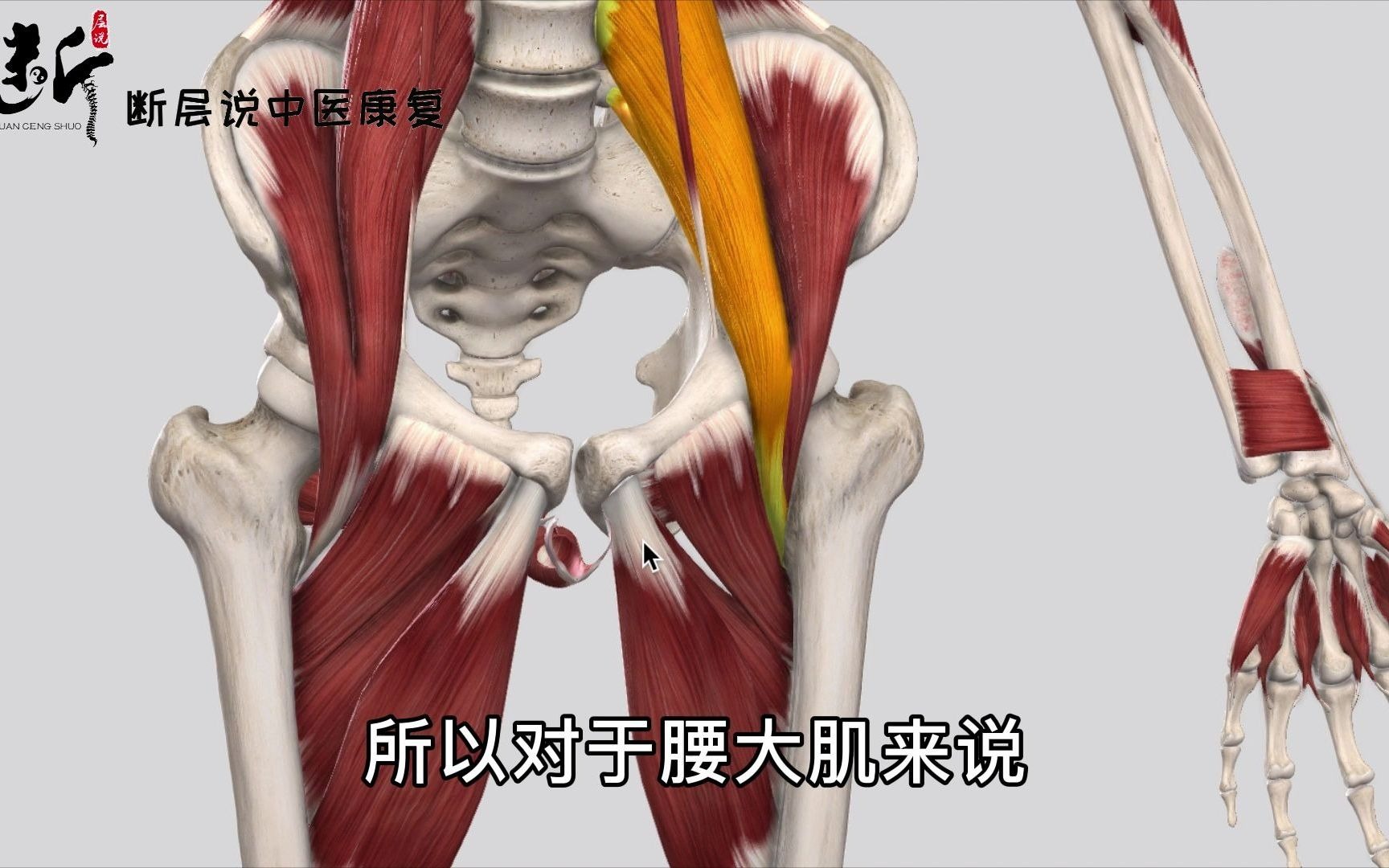【腰大肌的秘密(上)】腰肌劳损的关键肌,必须说说它的精细解剖和症状
