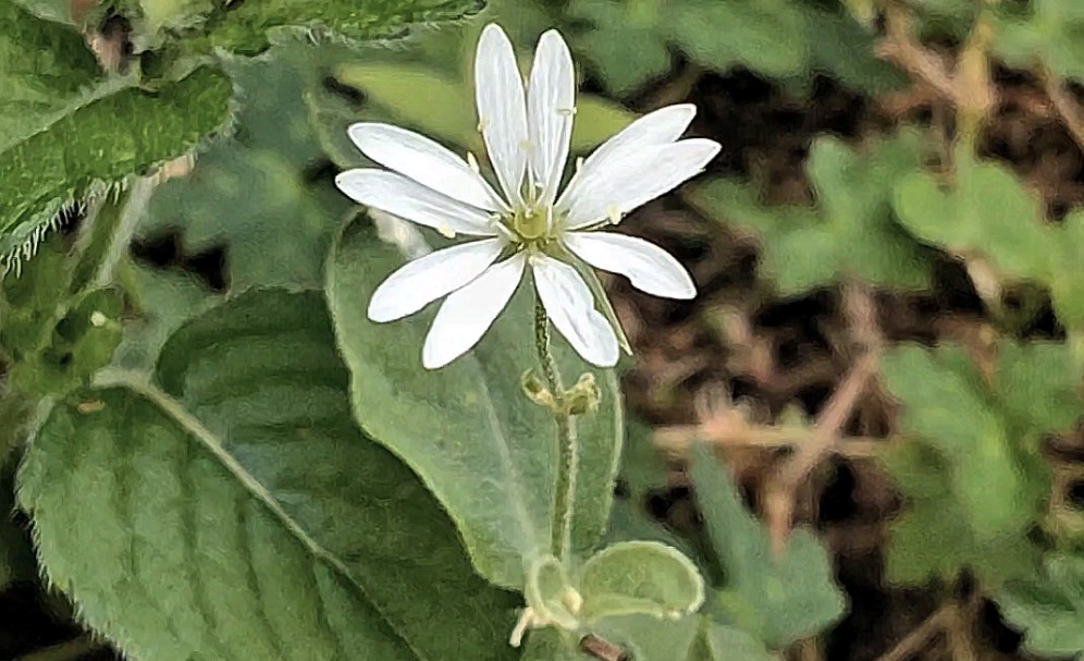 手机近摄:昆明山间路边抽筋草的一朵小白花