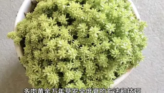 护盆草我只有三种 黄金万年草是每年都过不了夏 哔哩哔哩 Bilibili