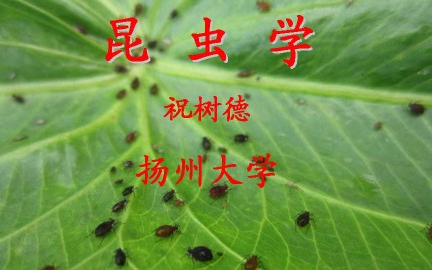 昆虫学扬州大学主讲祝树德 44讲哔哩哔哩bilibili