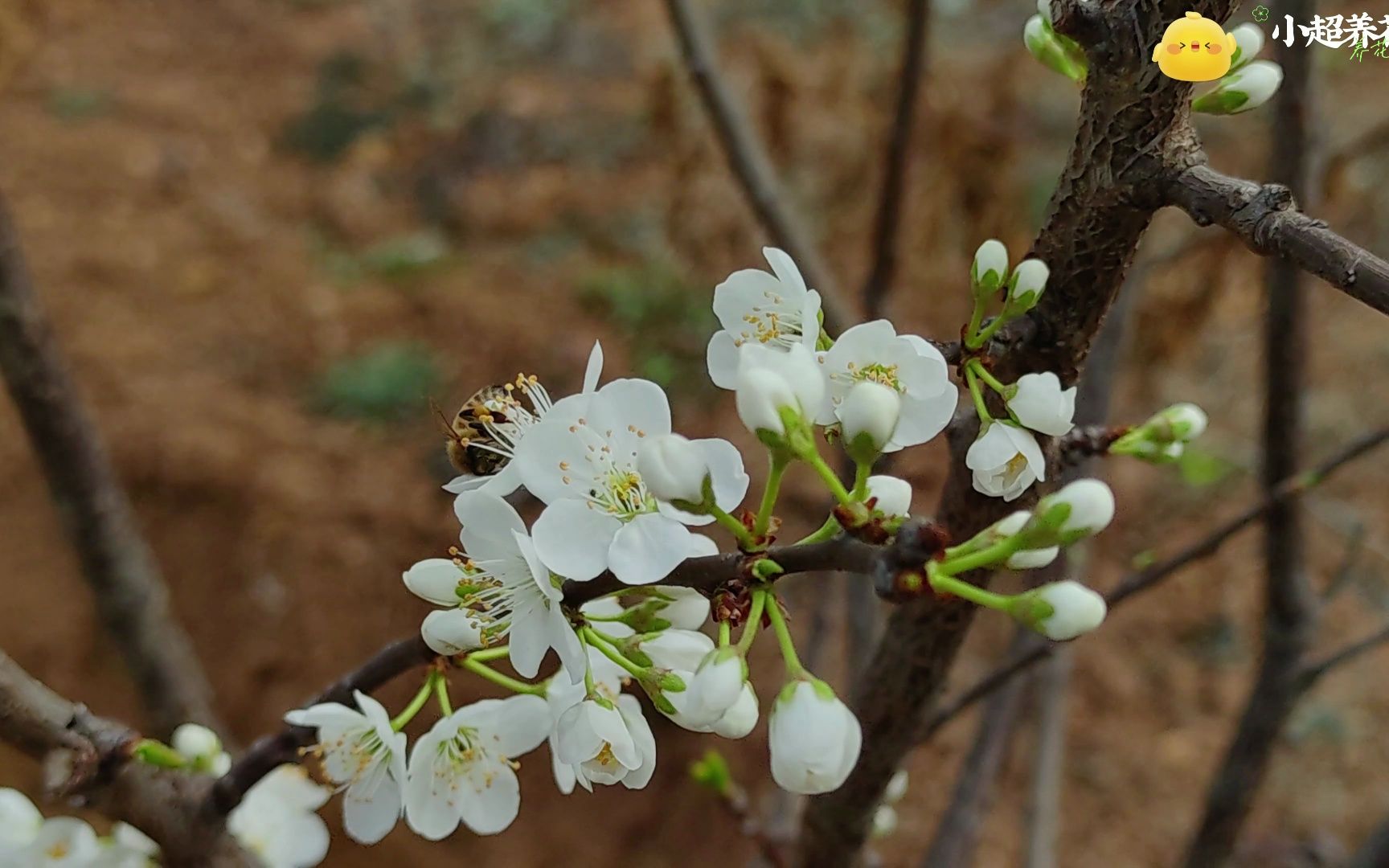 网购的大李子开花了,希望今年能尝一下味道