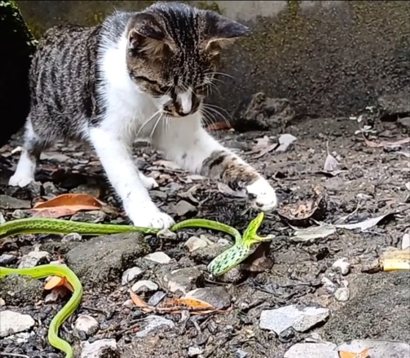 猫猫大战小蛇
