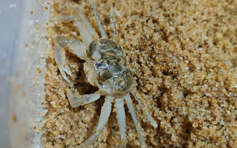 斯氏沙蟹追逐蟋蟀